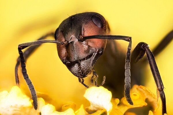 تشخیص سرطان با کمک مورچه‌ها