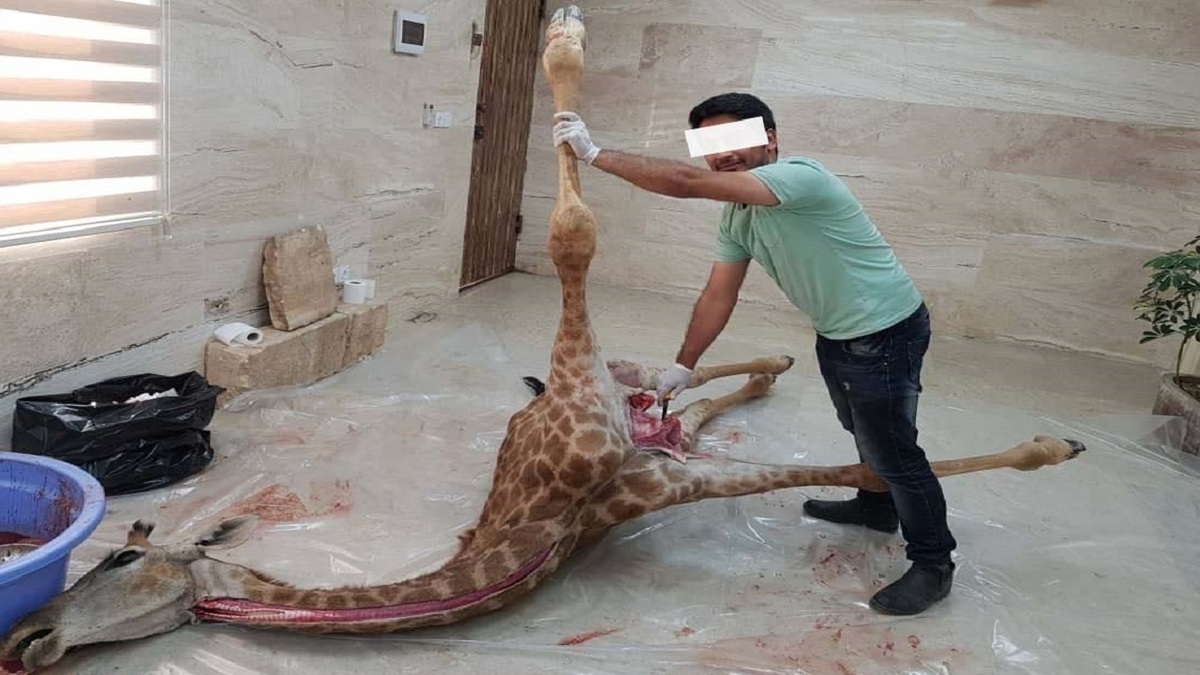 ۲ زرافه باغ وحش صفادشت تلف شدند