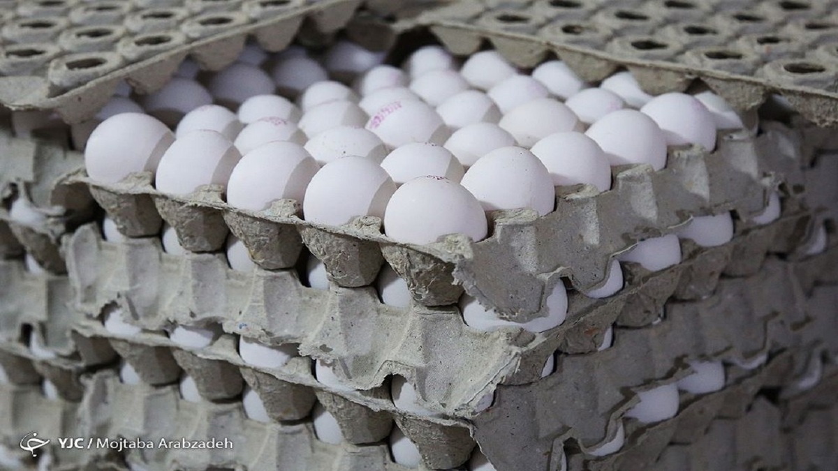 تولید تخم‌مرغ به یک‌میلیون و ۱۵۰ هزارتن می رسد