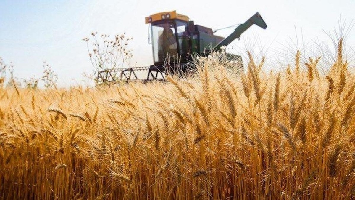 برداشت گندم از اواخر اسفند آغاز می شود