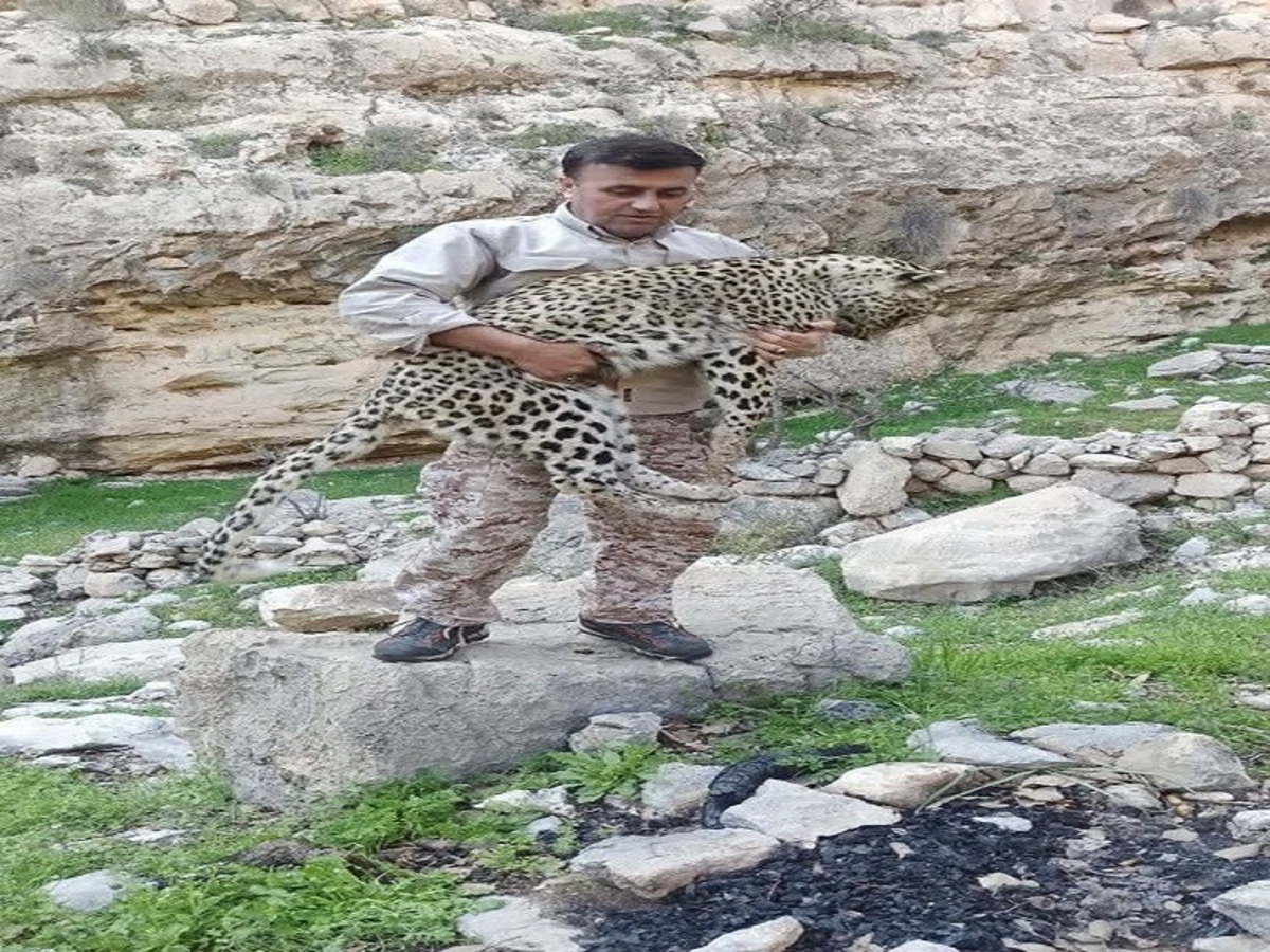تصاویر دلخراش؛ کشف لاشه یک توله پلنگ ماده در گچساران