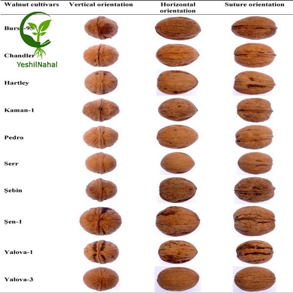 احداث یک باغ نمونه پایه رویشی با شرکت یشیل نهال