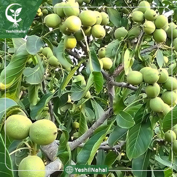 احداث یک باغ نمونه پایه رویشی با شرکت یشیل نهال