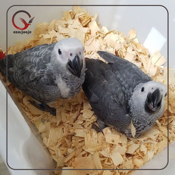 پرورش و درآمد سرشار با خرید تخم نطفه دار طوطی از آذر جوجه