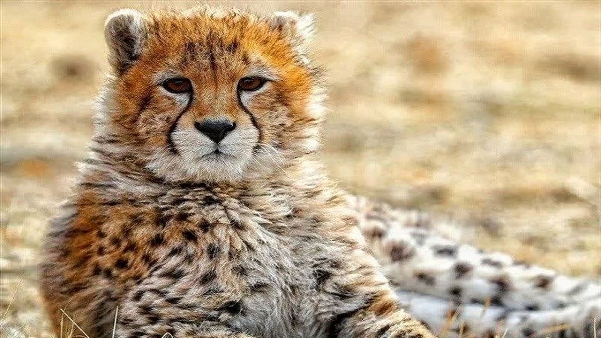 پیروز به مرحله دیالیز نرسیده است