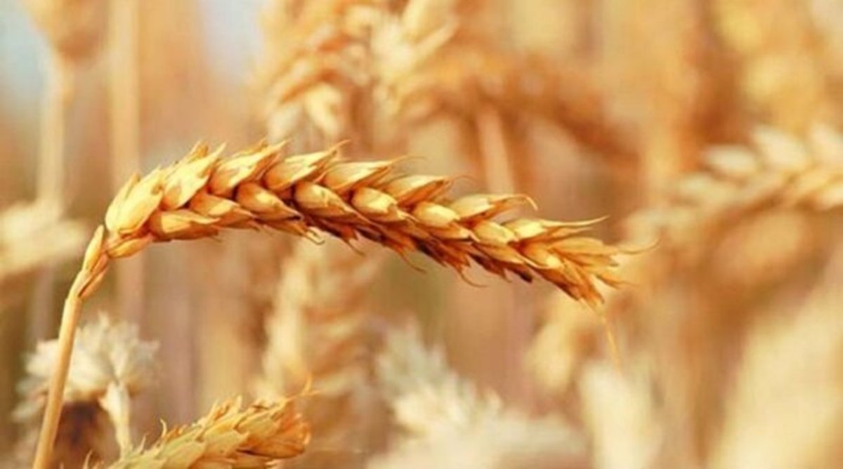 کاهش ۳۰ درصدی مصرف گندم در بخش صنف و صنعت با اصلاح یارانه