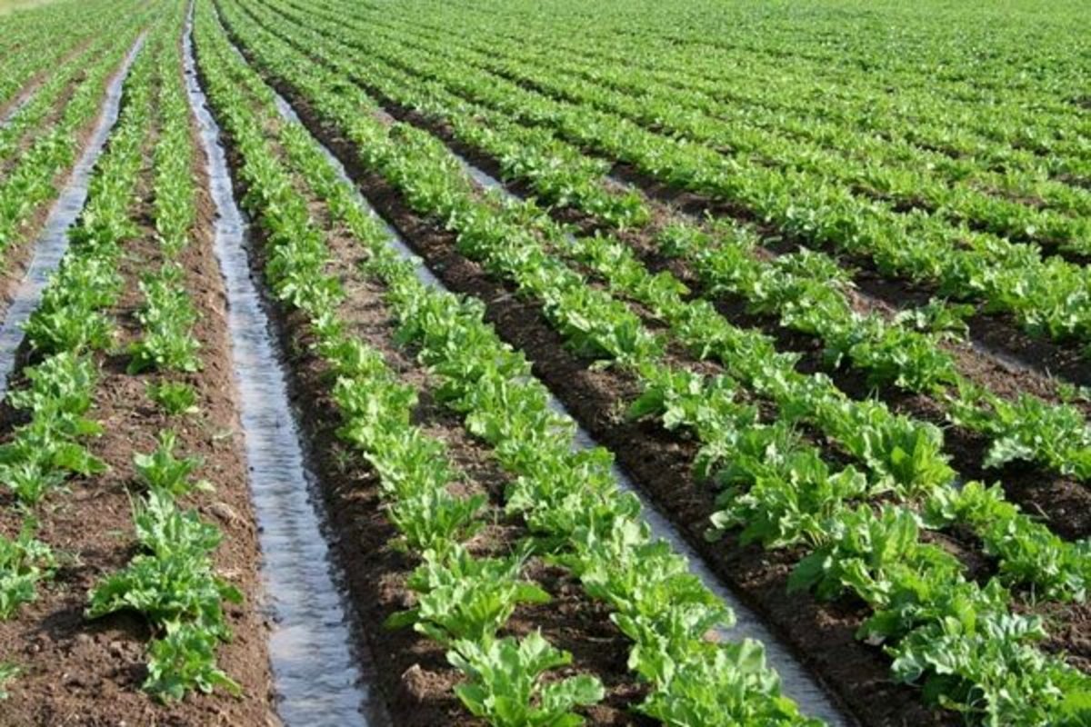 افزایش ۶۰ درصدی قیمت تضمینی چغندرقند