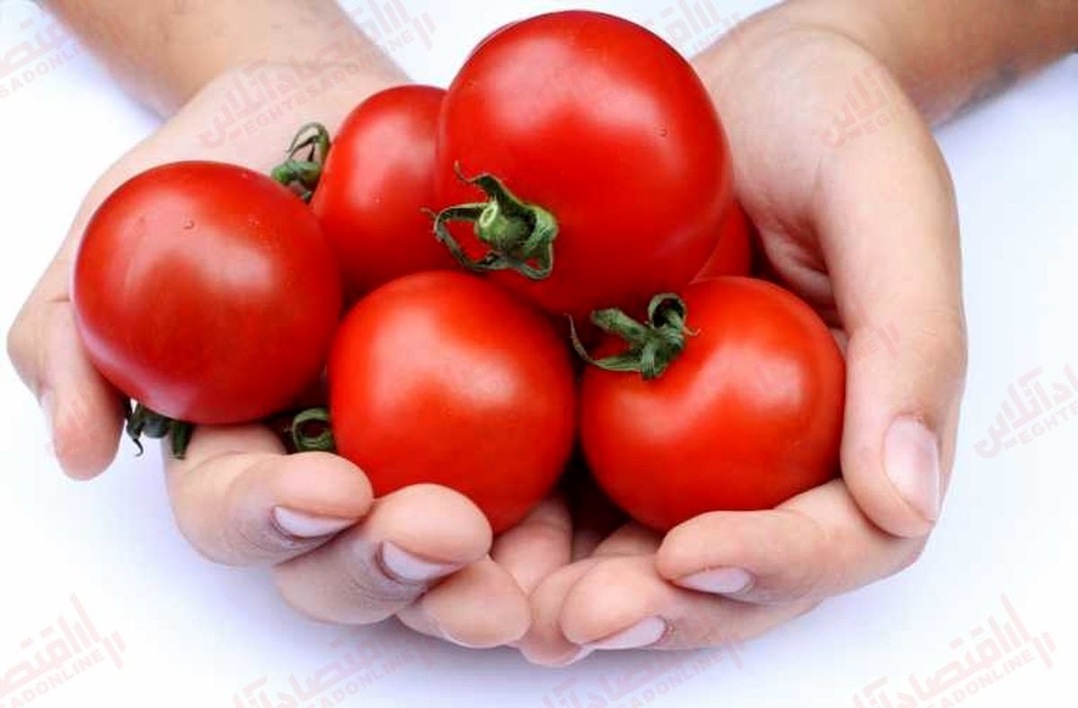 از 5 اردیبهشت قیمت گوجه فرنگی زیر 10 هزار تومان می شود