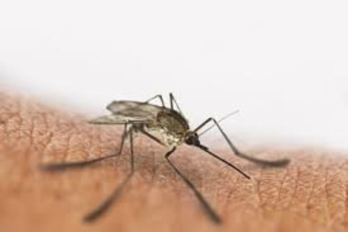 ایران درآستانه دریافت گواهی حذف مالاریاازسازمان جهانی بهداشت