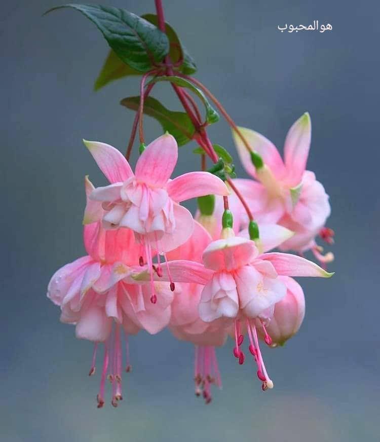 پیام صبحگاهی