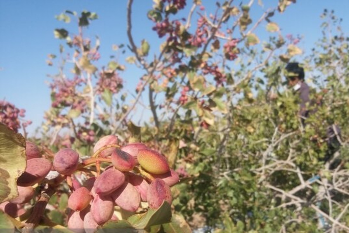 کاهش ۳۳ درصدی صادرات پسته در ۱۴۰۰