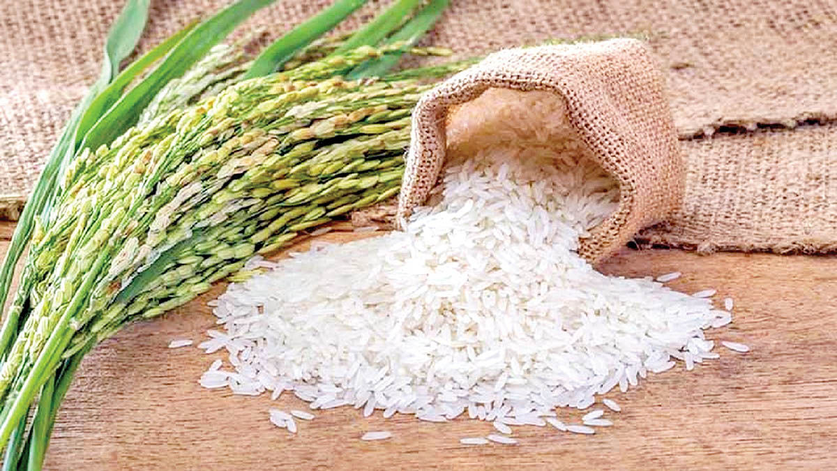 موافقت با رفع ممنوعیت واردات برنج خارجی در فصل برداشت