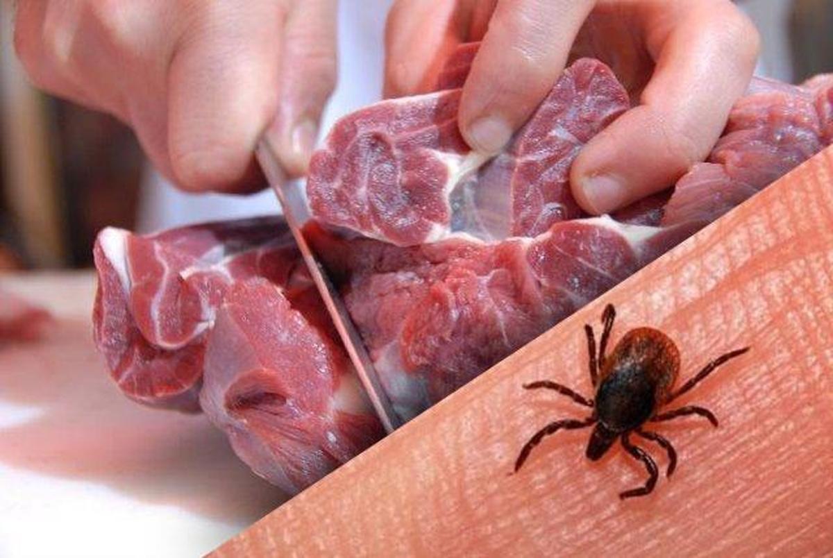 راه‌های پیشگیری از تب کریمه: بلافاصله پس از ذبح گوشت نخورید