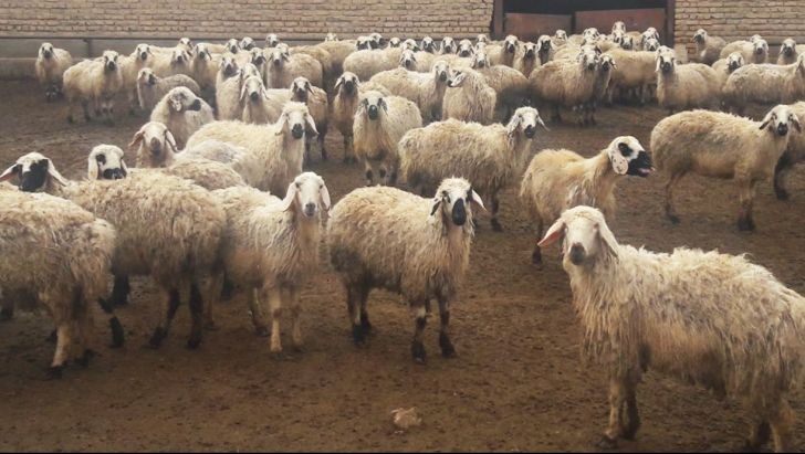 معتبر ترین مرکز خرید گوسفند زنده