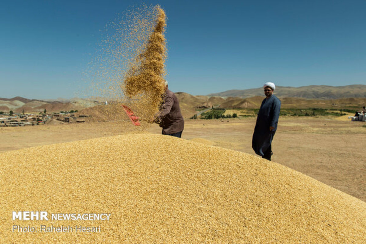 افزایش ۳۰ درصدی خرید تضمینی گندم