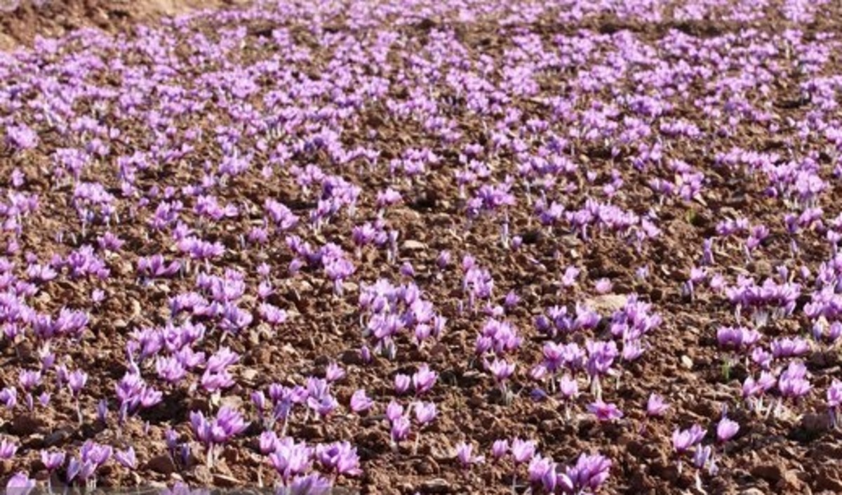 کاهش ۲۰ درصدی سطح کشت زعفران در سال جاری