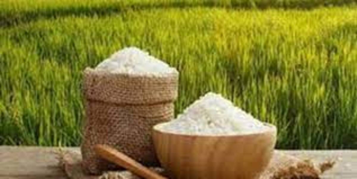 خودکفایی در تولید برنج کاملا امکان پذیر است