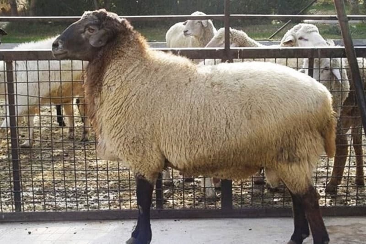 قیمت گوسفنده زنده برای عید قربان مشخص شد