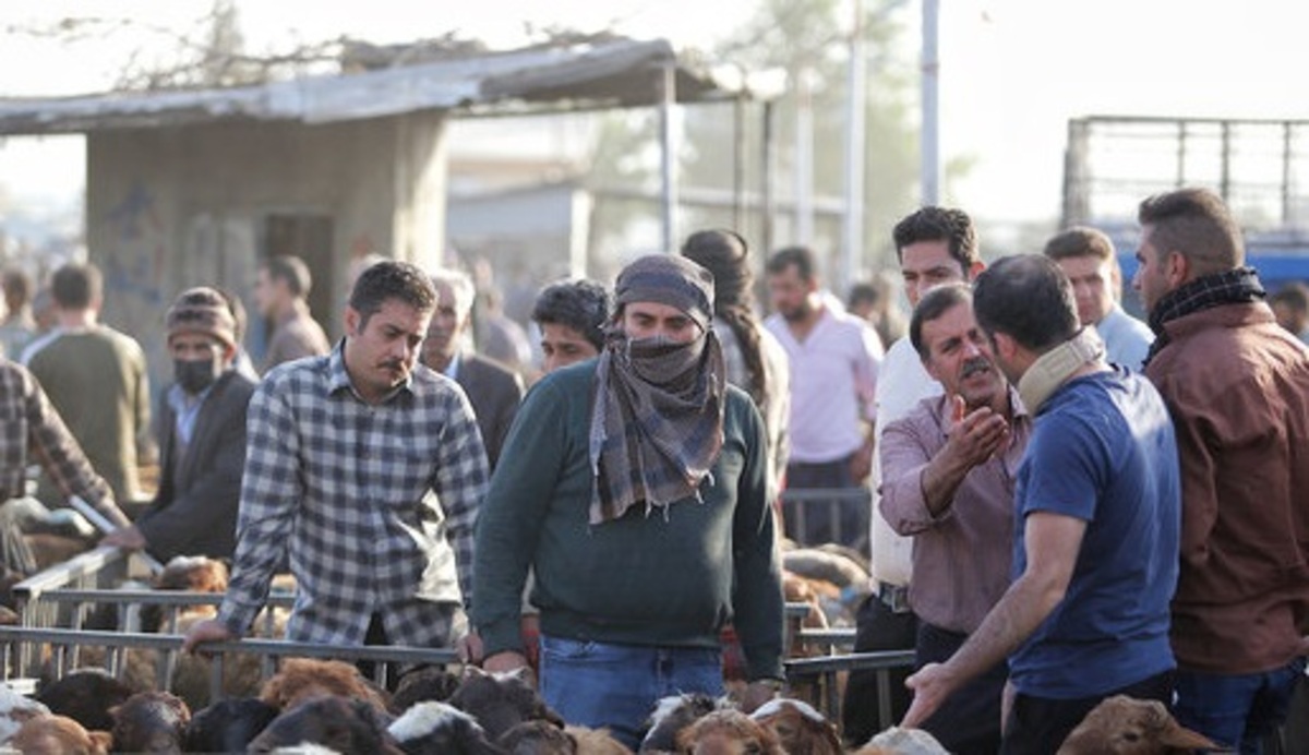 پیش‌بینی عرضه مستقیم۲۵هزارراس دام عشایر درعید قربان در تهران