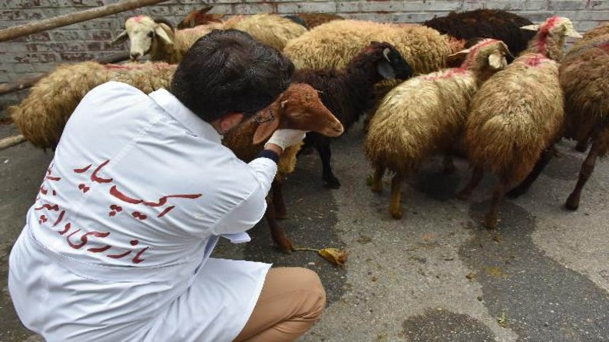 نظارت ۲۸۵۰ گروه ثابت و سیار دامپزشکی بر ذبح دام قربانی