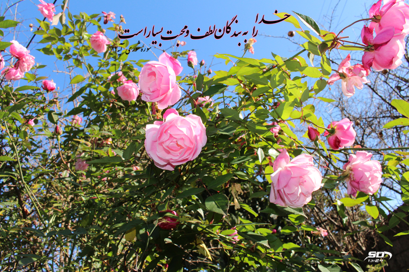 در کنج دلم عشق کسی خانه ندارد در کنج دلم عشق کسی خانه ندارد