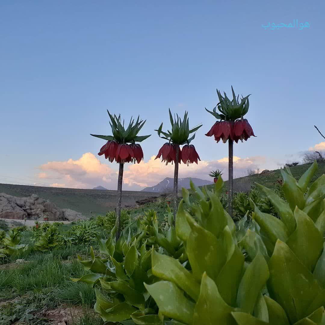 پیام صبحگاهی در نهی از جدل