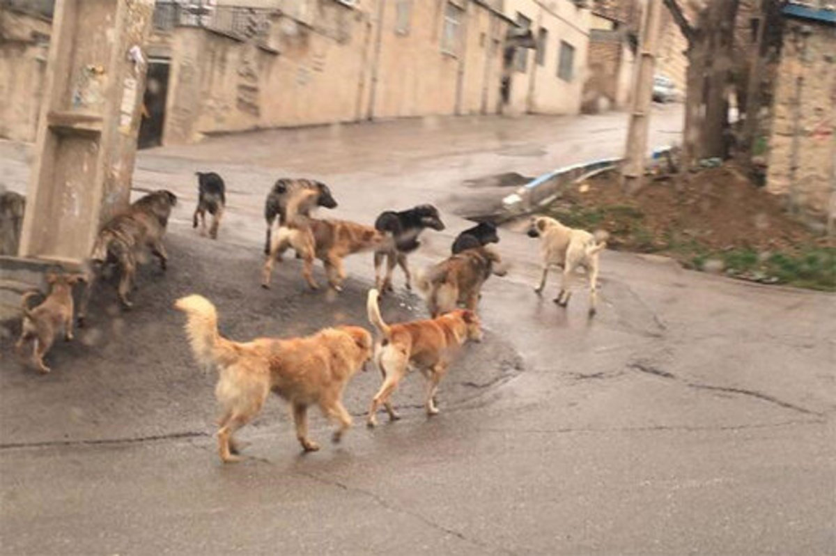 حمله سگ‌های خانگی به مامور اورژانس تهران