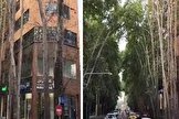 جریمه ۱۱۷ میلیارد تومانی برای مالک ساختمانی که درختان خیابان ولیعصر تهران را خشکاند
