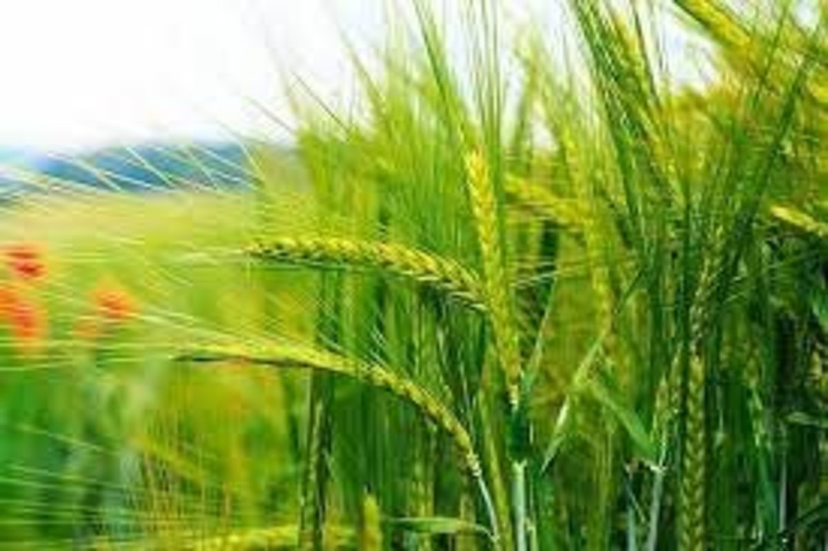 خرید تضمینی ۲۵۵ هزارتن گندم مازاد بر نیاز کشاورزان در لرستان