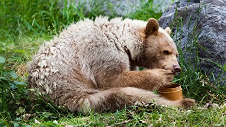عاقبت زیاده روی توله خرس در خوردن عسل + فیلم