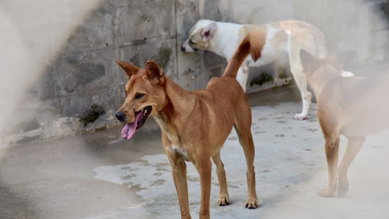 سگ‌های بلاصاحب بابل به بحران شهری تبدیل شده اند + فیلم