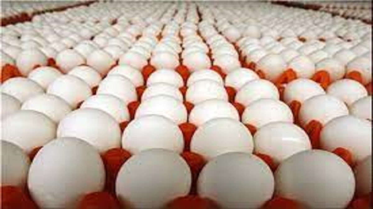 قیمت هر شانه تخم مرغ ۵ هزار تومان کمتر از نرخ مصوب