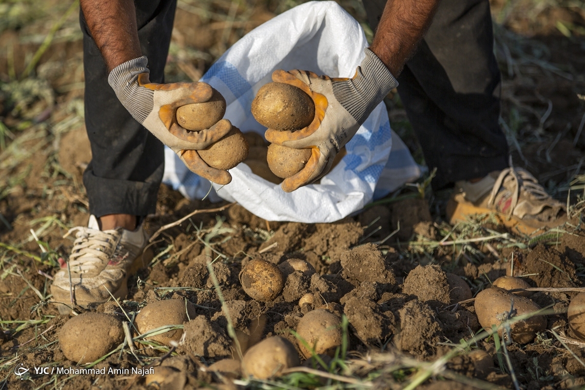 توزیع قطره چکانی علت نوسان قیمت سیب زمینی در بازار