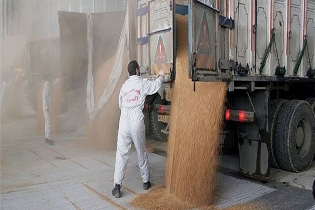 609 هزار تن گندم در کردستان خرید تضمینی شد/ افزایش ۱۱۸ درصدی