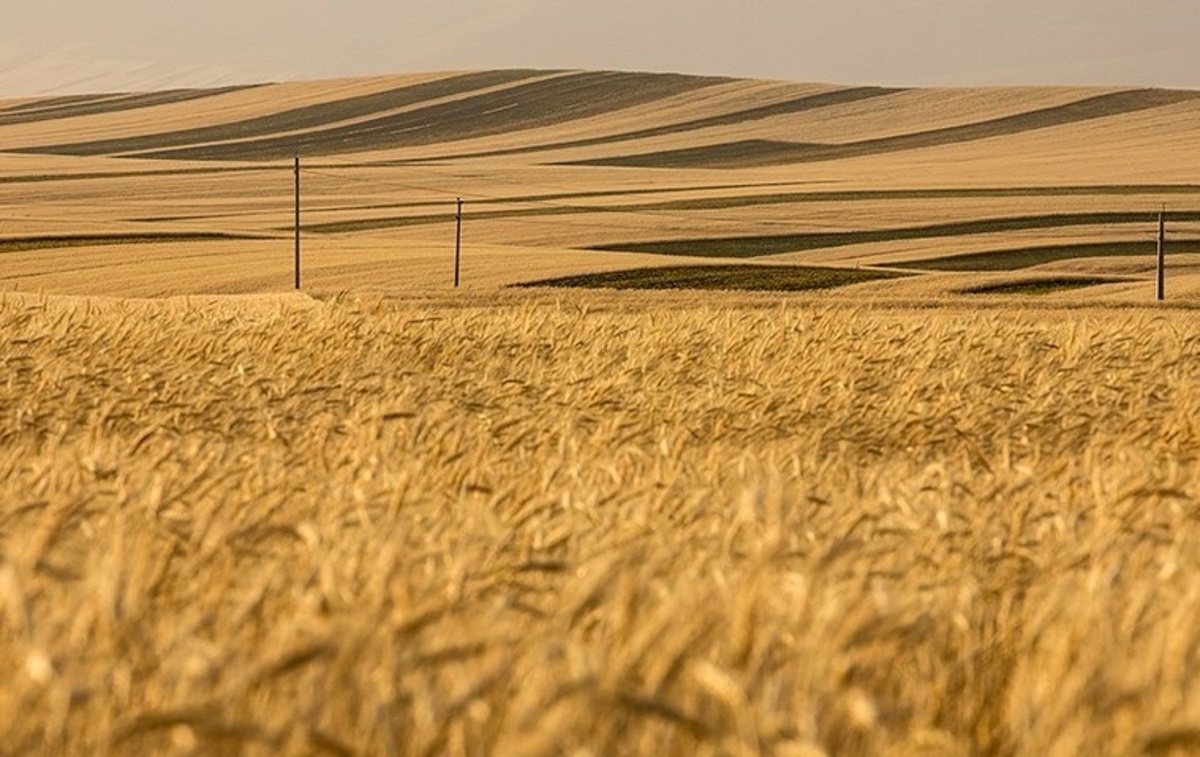 قیمت خرید تضمینی گندم در سال زراعی جدید متناسب با تورم تعیین شد