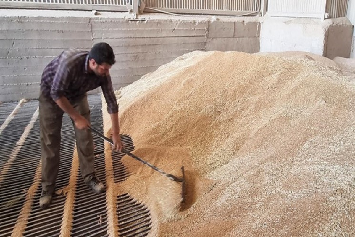 تاخیر ۴۰ روزه در پرداخت وجه خرید تضمینی گندم در کردستان