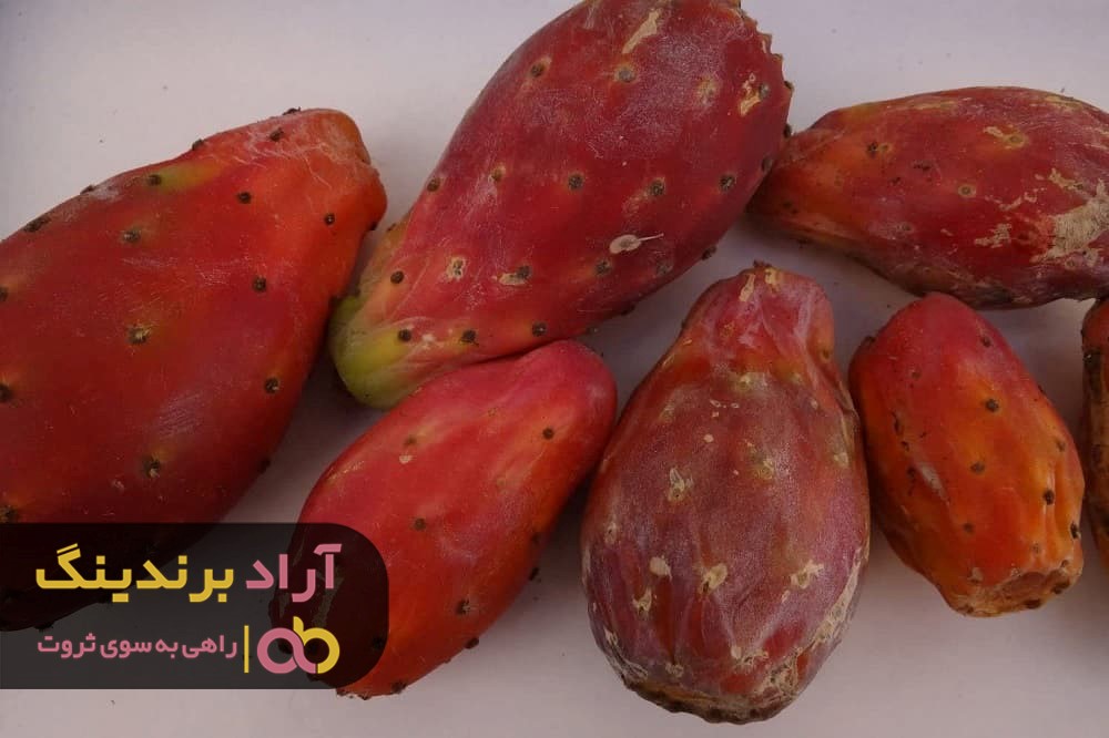 برسی قیمت میوه گلابی خاردار یا انجیر هندی و فواید آن