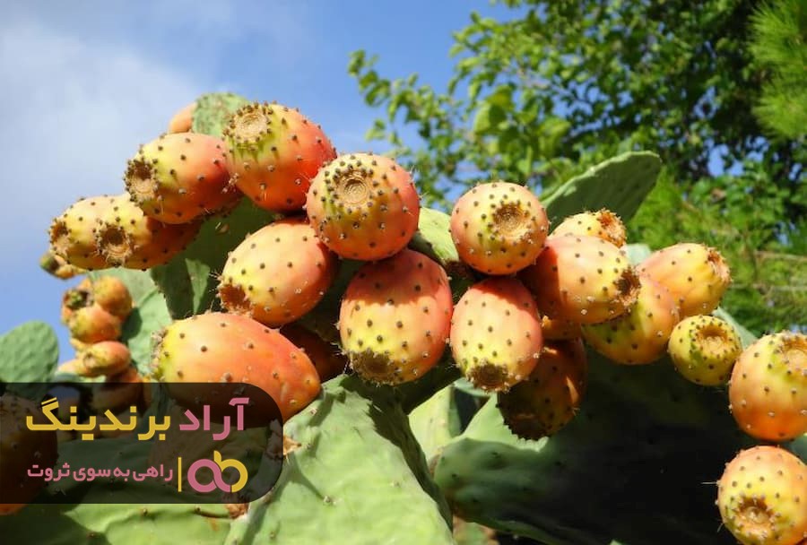 برسی قیمت میوه گلابی خاردار یا انجیر هندی و فواید آن