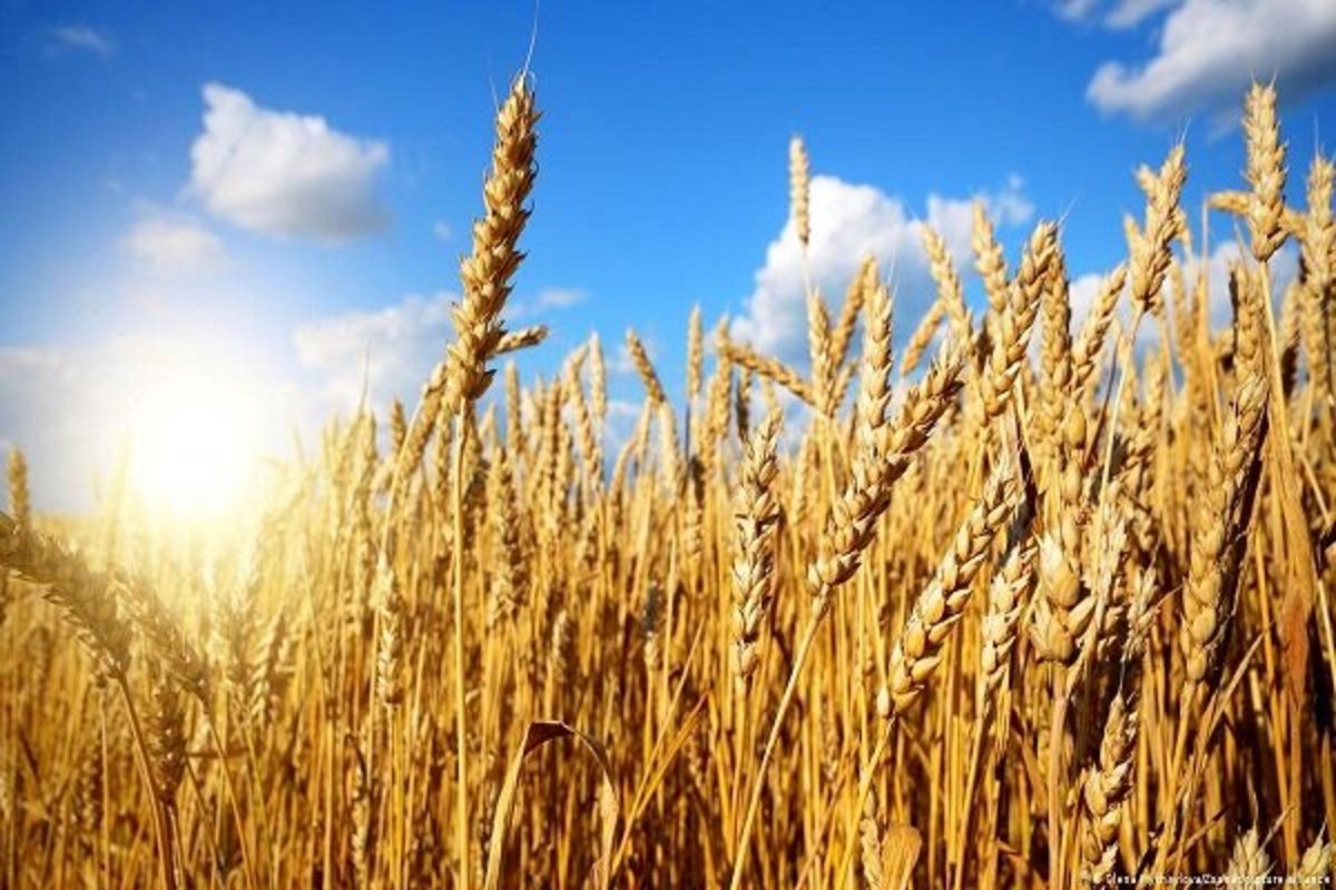 خرید گندم ۵۸ درصد افزایش یافت