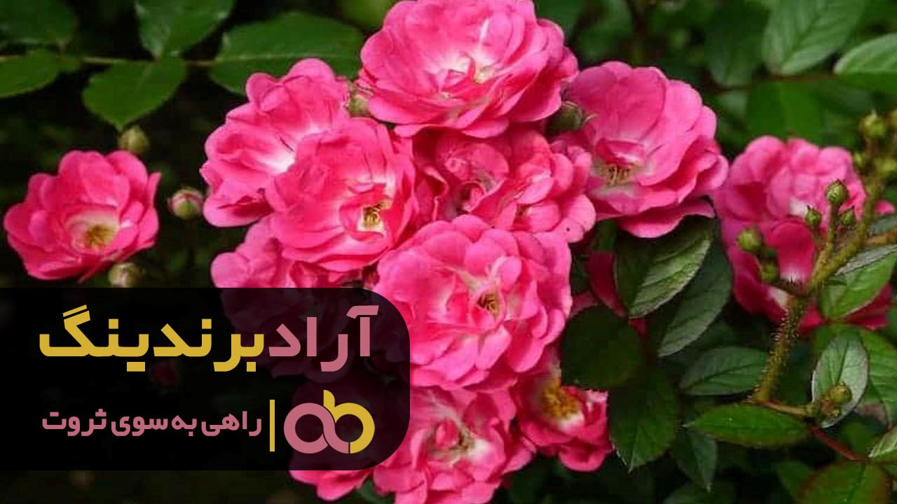 گل رز پولیانتا هدیه ای مناسب برای تمام افراد