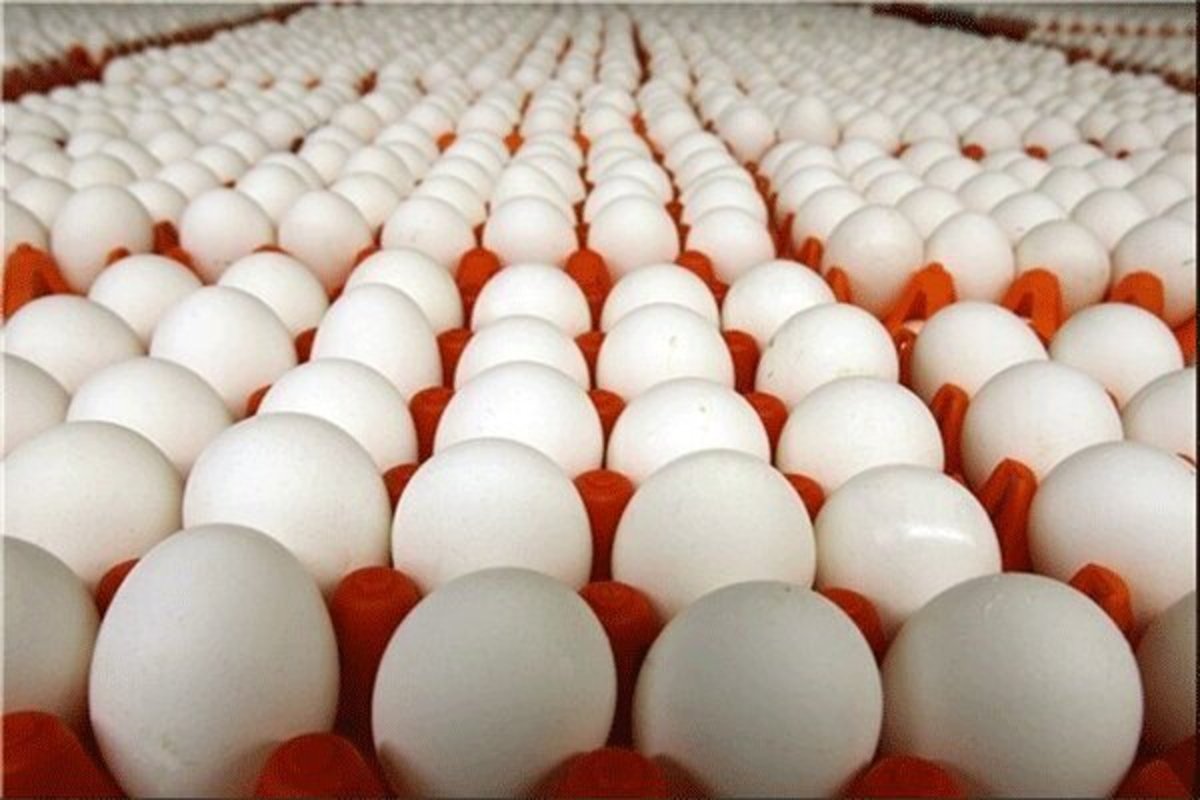 عرضه تخم مرغ بالاتر از ۳ هزار و ۱۰۰ تومان گرانفروشی است