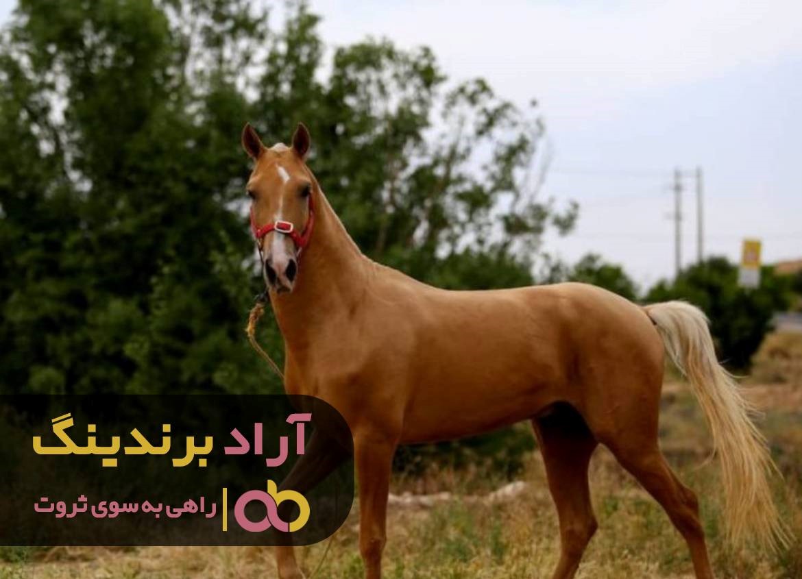 قیمت اسب ترکمن شناسنامه دار را از کجا بفهمیم؟
