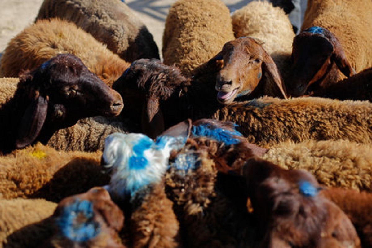 دستگیری دزدان گوسفند در شهرری/ کشف ۲۰۰ راس گوسفند