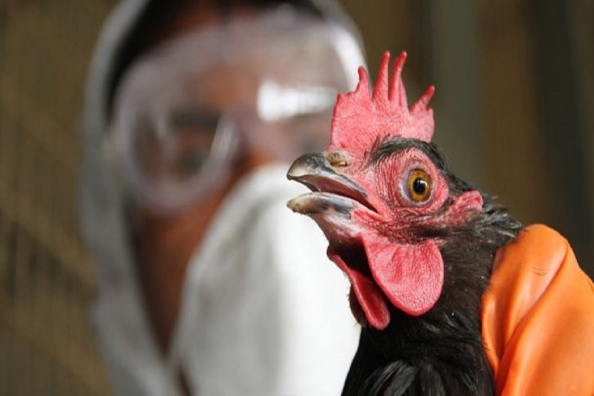 اقدامات پیشگیری از شیوع آنفلوآنزای فوق حاد پرندگان در اردبیل تشدید شد