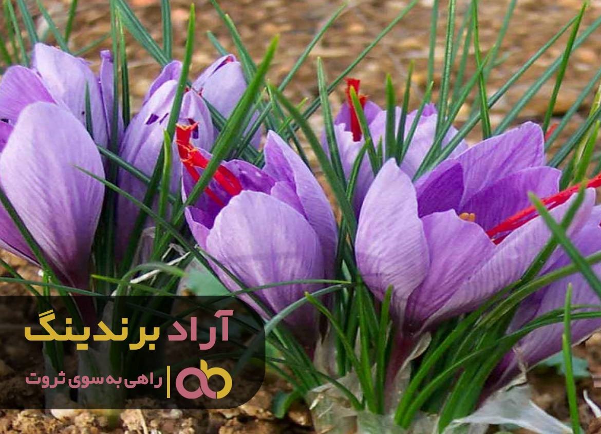 با زعفران به آرامش مالی رسیدم