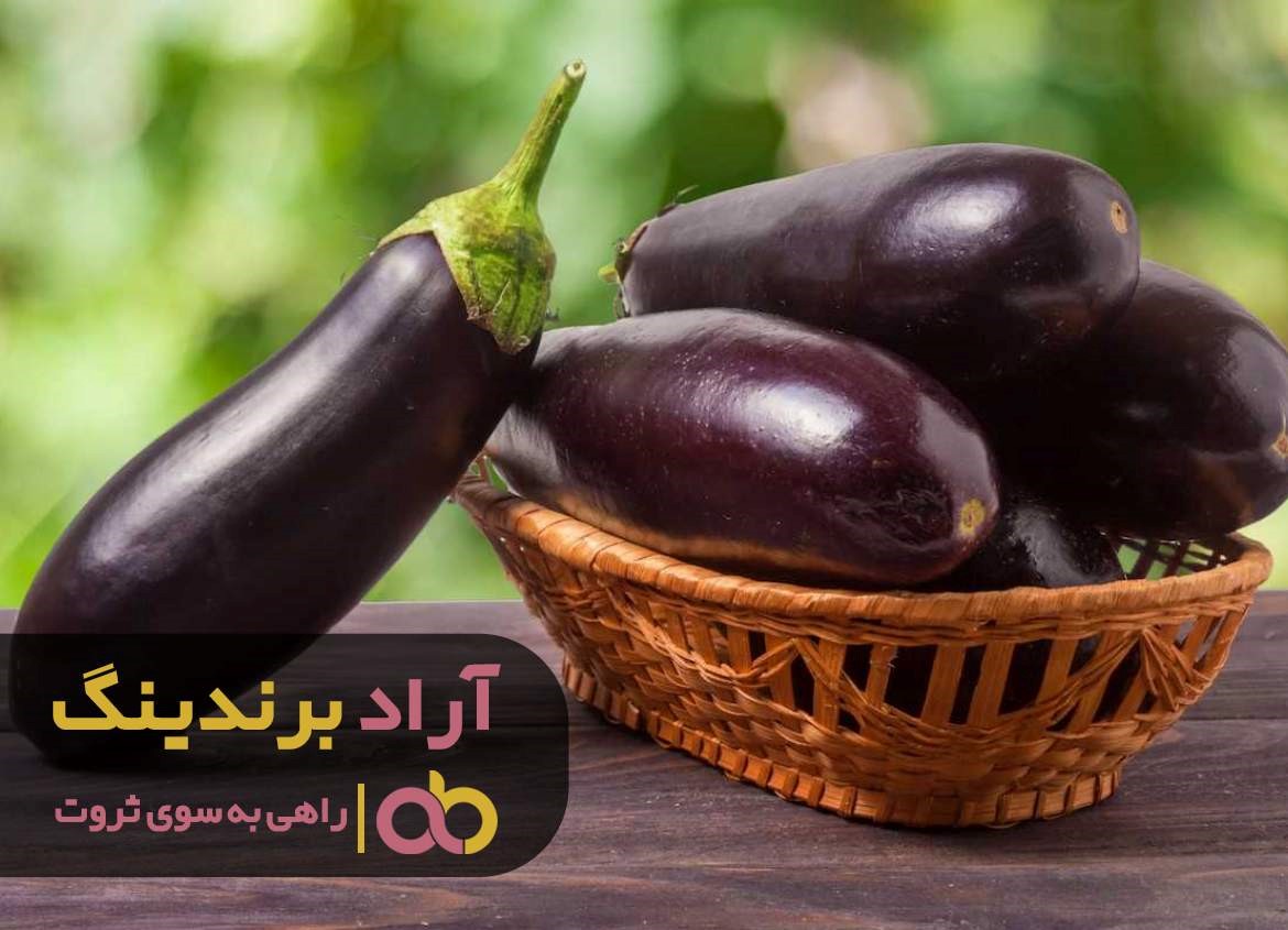 بادمجان یک طلای بنفش برای پولدار شدن