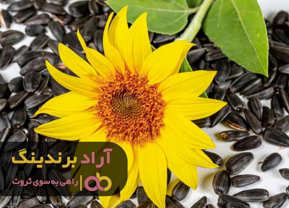 به آسانی شکستن تخمه به ثروت رسیدم