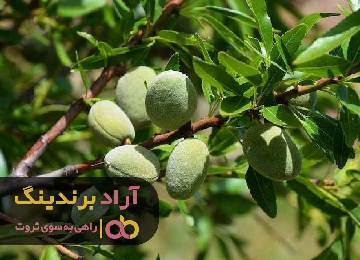 با دستیابی به ثروت از دره فقر گریختم