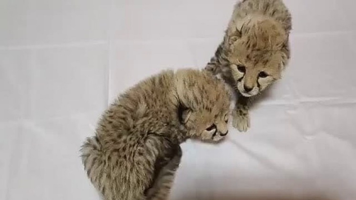 خبری از مادر ۲ توله یوزپلنگ پیداشده در توران نیست