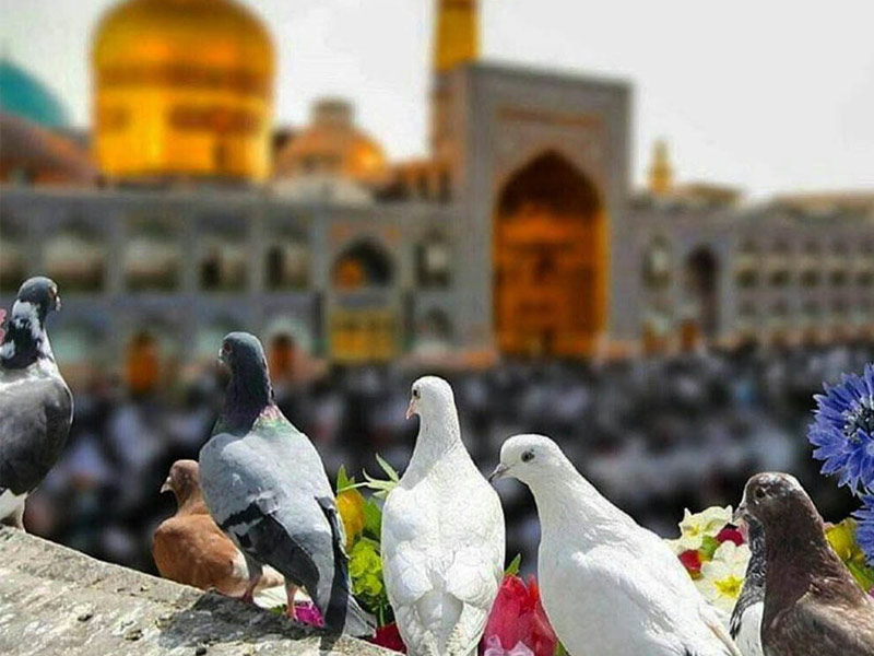 چطور می توان بلیط چارتر مشهد خرید؟